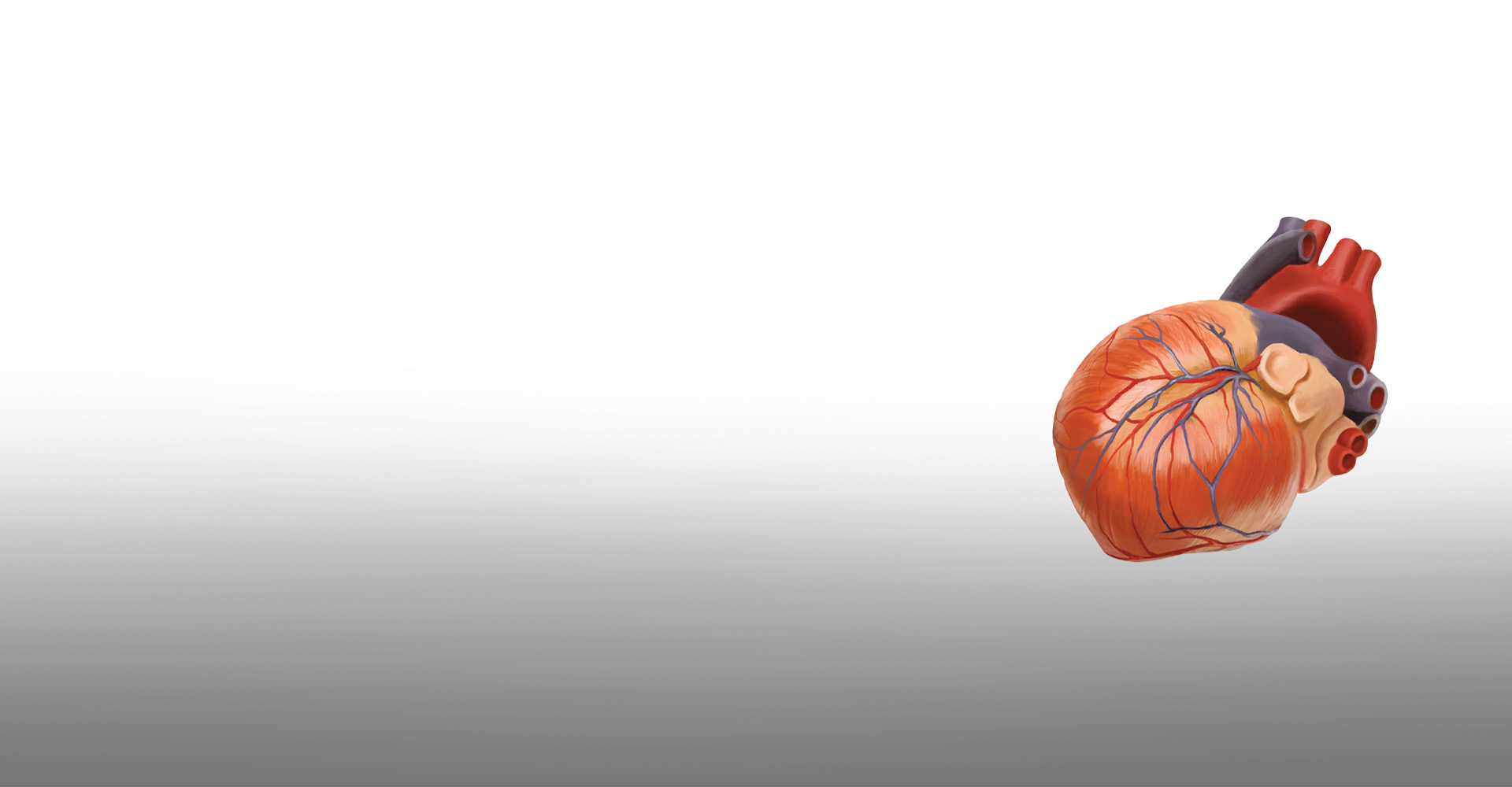 3D model of a human heart